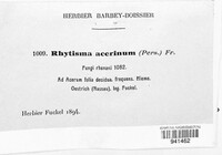 Rhytisma acerinum image